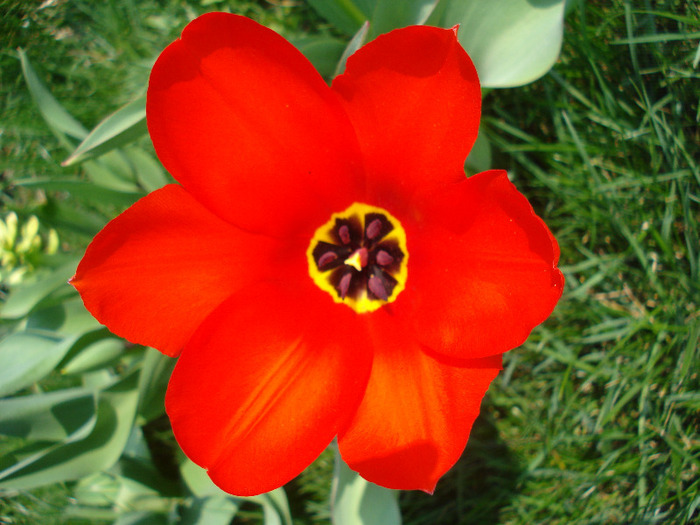 Tulipa Madame Lefeber (2011, April 05) - Tulipa Madame Lefeber