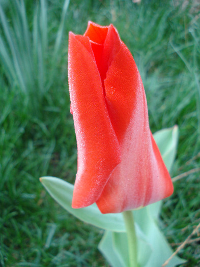 Tulipa Madame Lefeber (2011, April 07) - Tulipa Madame Lefeber