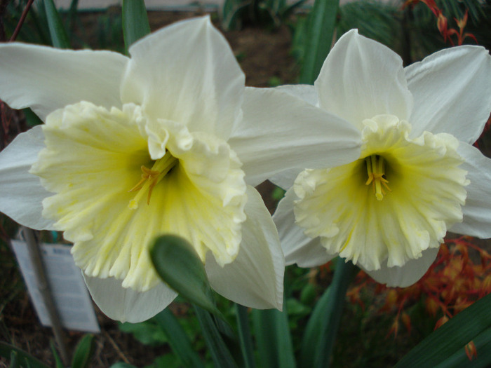 Narcissus Ice Follies (2011, April 08)