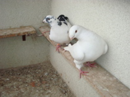 pereche 2 - Porumbei americani