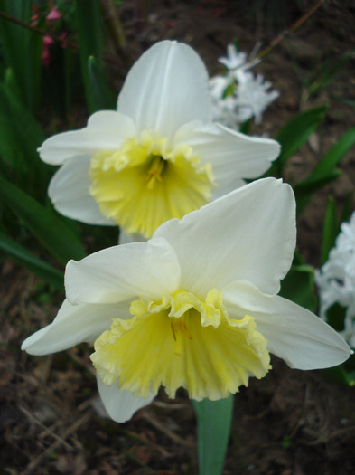 Narcissus Ice Follies (2011, April 08) - Narcissus Ice Follies