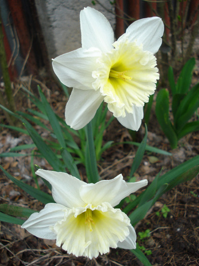 Narcissus Ice Follies (2011, April 08)