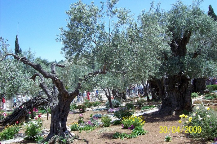 MASLINI BATRANI DE PE VREMEA LUI ISUS IN GRADINA GHETIMANI -IERUSALIM-ISRAEL.. - PATIMILE MANTUITORULUI