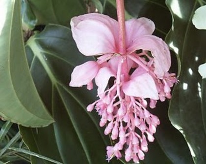 Medinilla - FLORI PE CARE MI LE DORESC