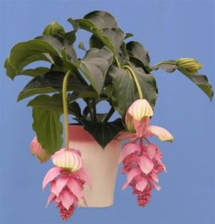 medinilla_064_large