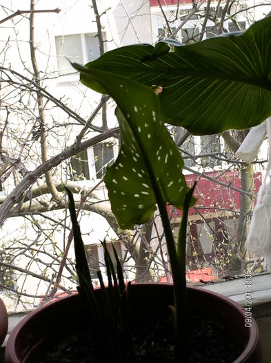 prima frunza s-a desfasurat...:))