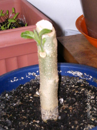 trompeta ingerului - florile mele _2011