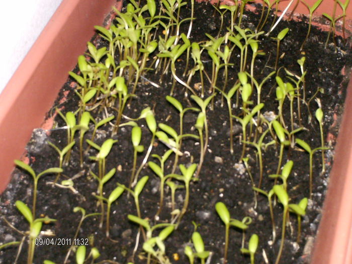 craite - florile mele _2011