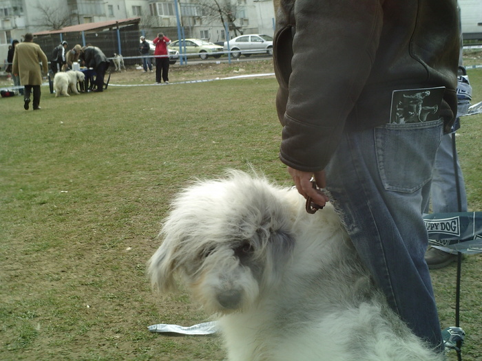 SUNP1083 - lady si lord expo canin 2011 brasov