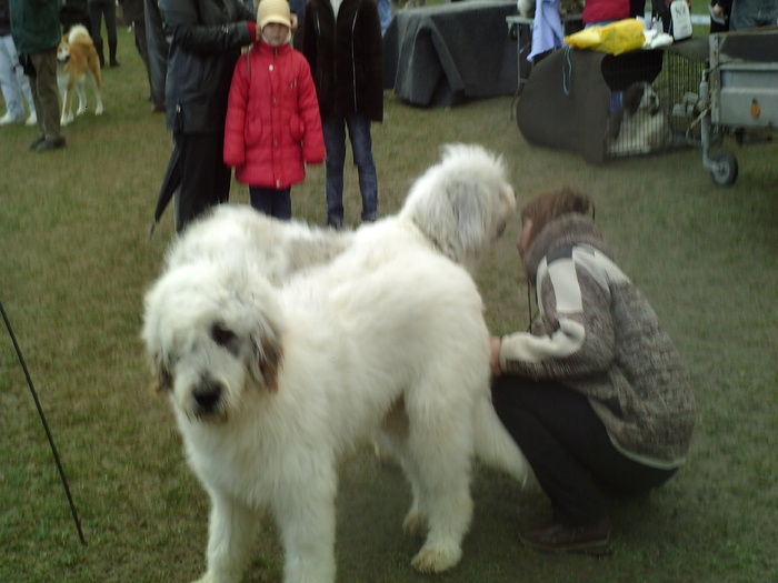 SUNP1037 - lady si lord expo canin 2011 brasov