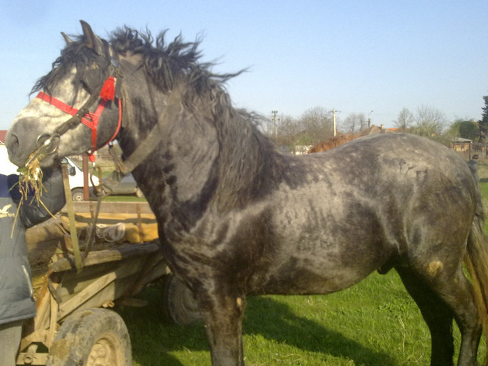 semi greu targ mosnita noua