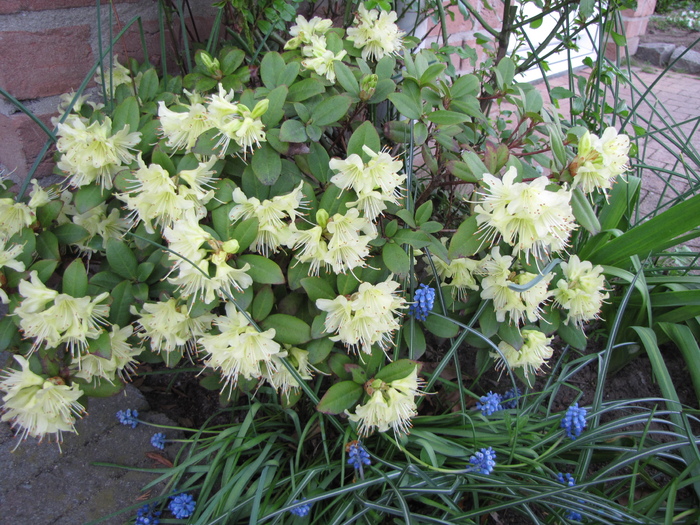 Rhododendron Princess Anne 6 apr 2011 (1) - rhododendron