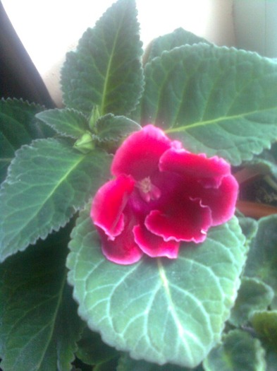 ce mai harnica gloxinie - gloxinia 2011