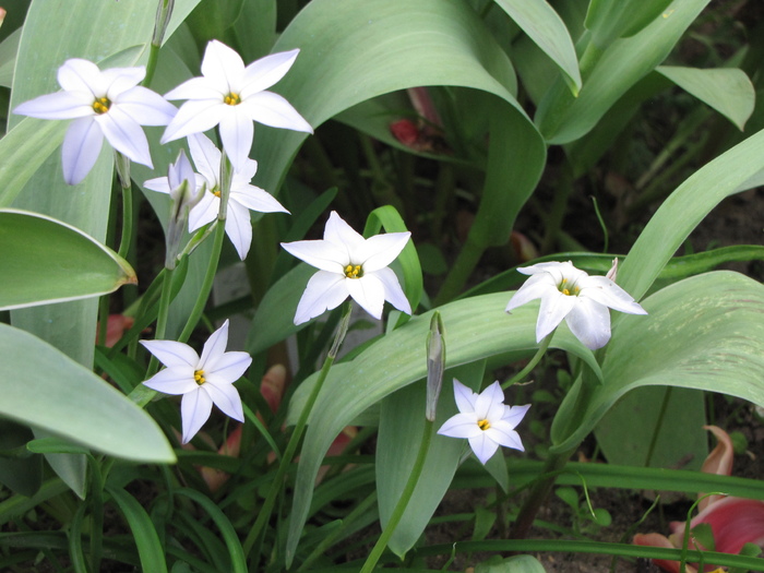 Ipheion Uniflorum Wisley Blue 6 apr 2011