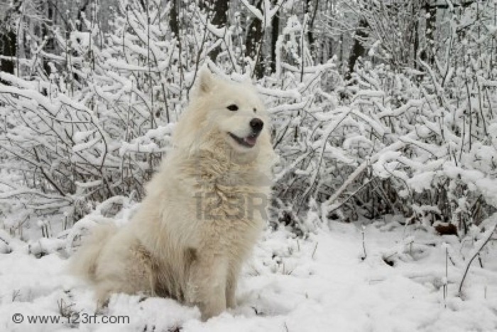 1564921-samoyed-dog-in-the-snow-bushes