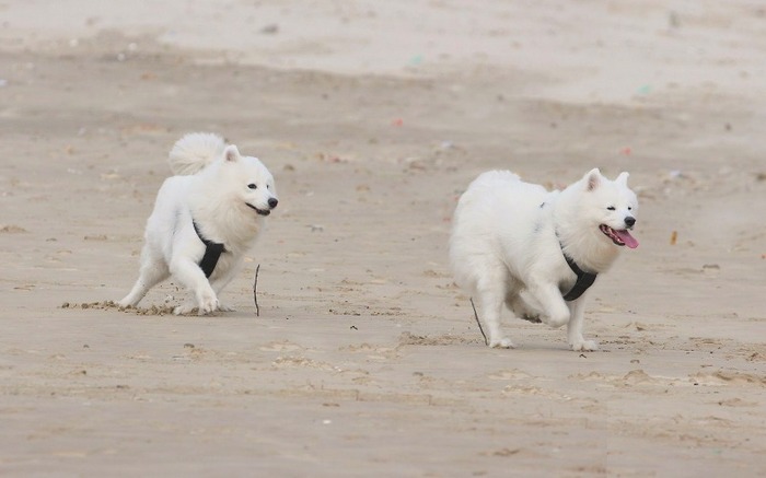 animals-dogs-white-samoyed-dogs-1920x1200