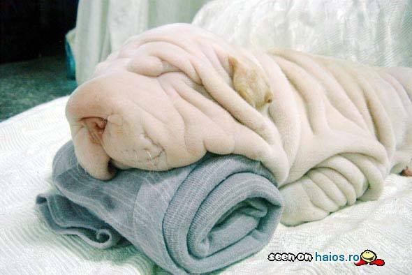 catel_Shar-Pei_nu_prosop_1267298922