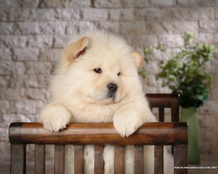 Chow_Chow_dog__avantzone