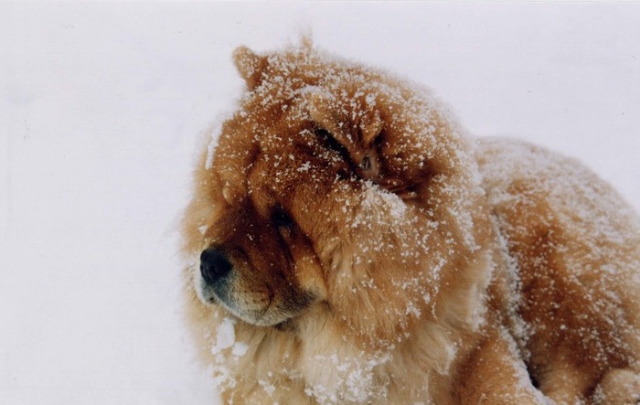 Chow_chow_in_the_snow