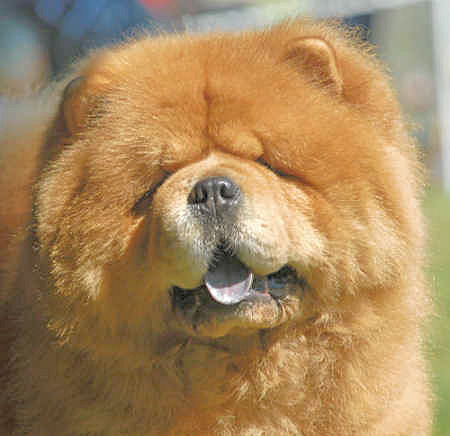 ChowChow