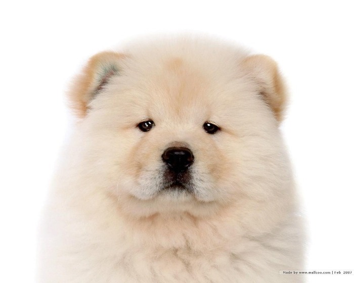 Chow-Chow-Puppy-Wallpaper-puppies-13936784-1280-1024