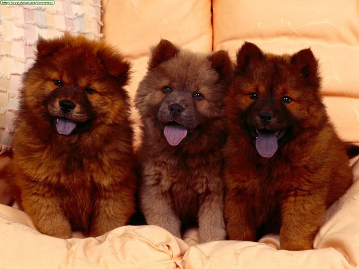 cozy-couch-chow-chow-puppies - caini