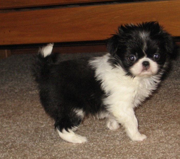 Cute puppy Japanese Chin