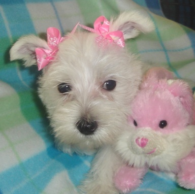 female West Highland White Terrier adult with her toy