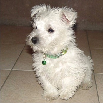 Male adult West Highland White Terrier