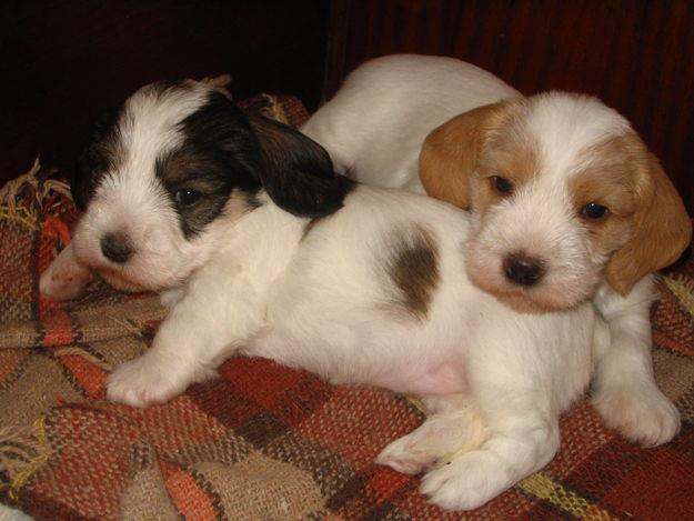 Male and female Petit Basset Griffon Vendeen cutties