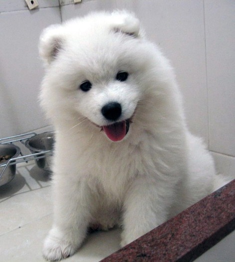 Samoyed3 - caini