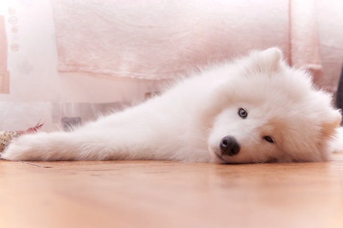 Samoyed_by_relaxing_lynx