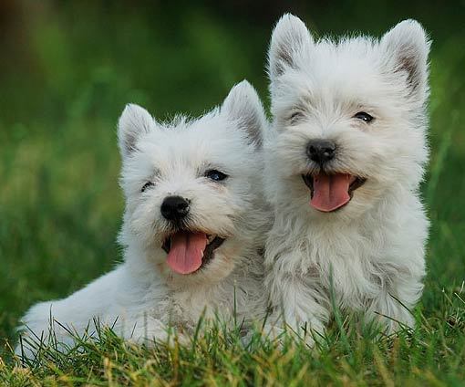 Two cute West Highland White Terriers male and female - caini