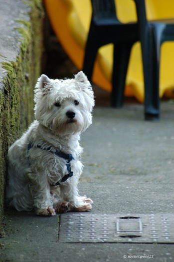 west_highland_terrier_6