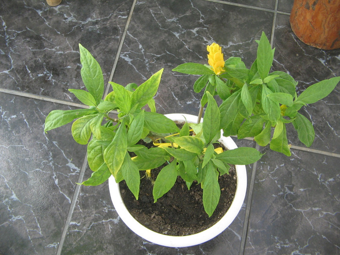 a iernat in balcon,la rece - pachistachis