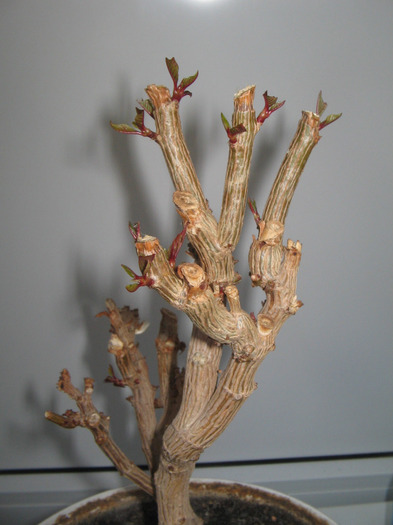 10.04.2011 - martie inainte si dupa tunsoare