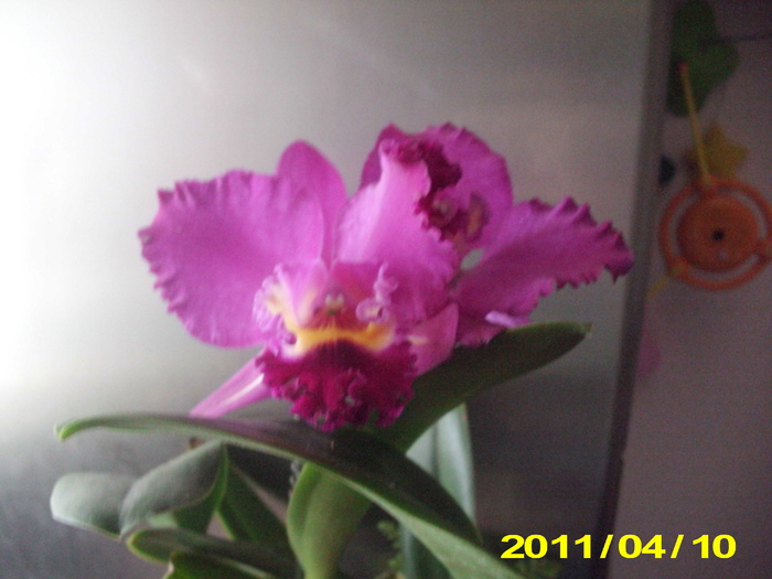 Picture 005 - flori