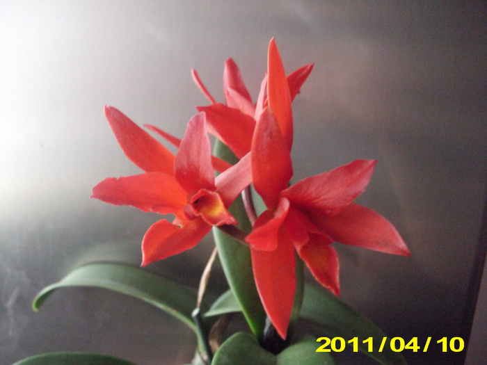 Picture 009 - flori