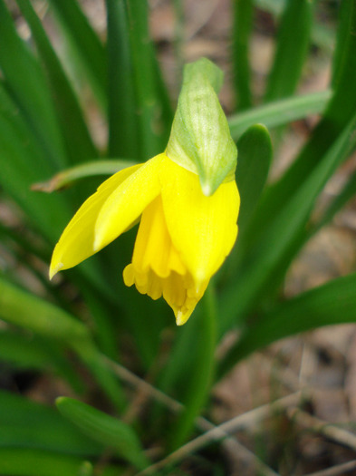 Daffodil_Narcisa (2011, April 01)