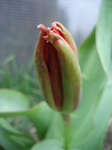 Tulip_Lalea (2011, April 01)