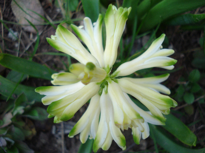 White hyacinth (2011, April 02)