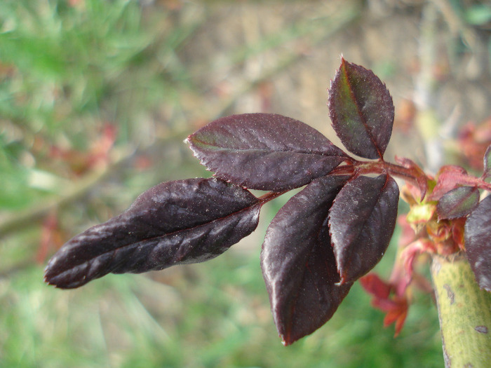 Rose leaves (2011, April 04)
