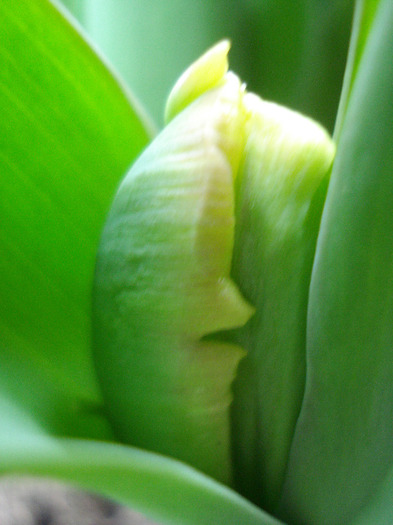 Tulipa Parrot (2011, April 08)