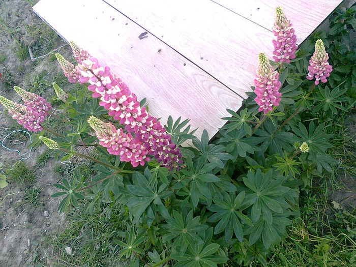 Fotografie1212 - lupin