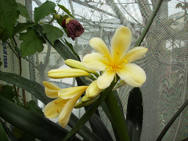 clivia citrina