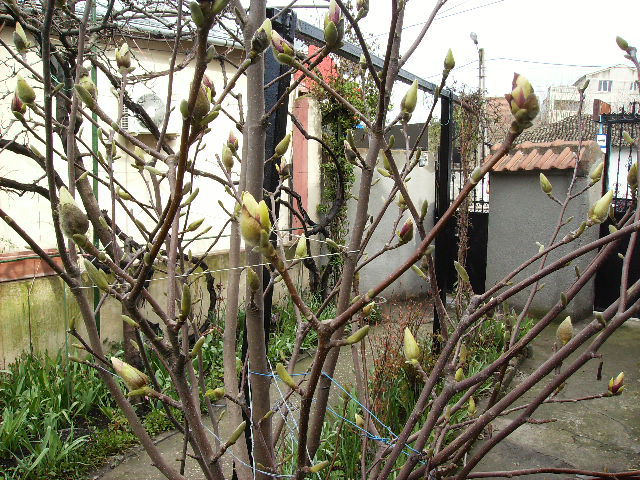 Magnolie - flori de aprilie 2011
