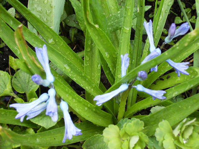 zambile batrane - flori de aprilie 2011