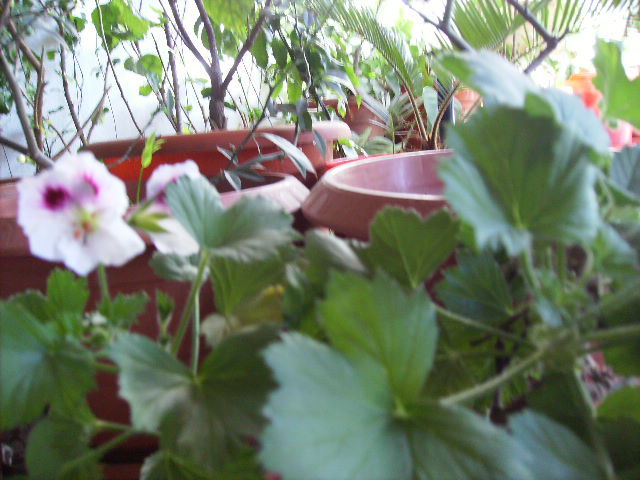 muscata englezeasca - flori de aprilie 2011