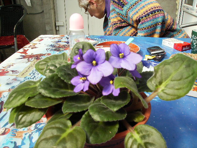 violeta - inceput de aprilie 2011