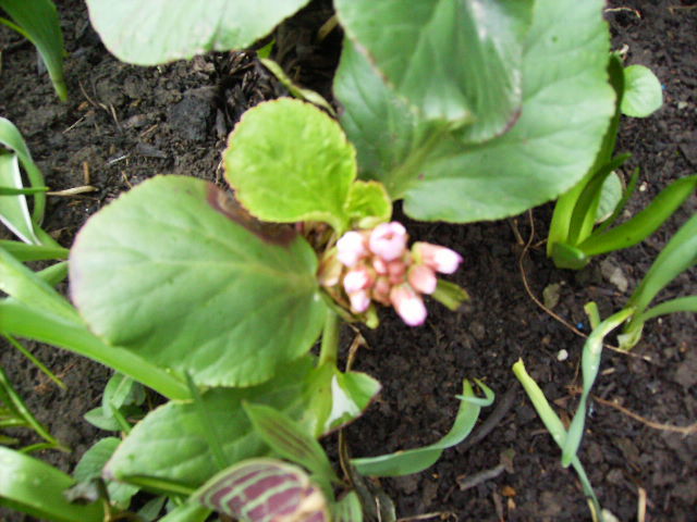 HPIM3765 - inceput de aprilie 2011